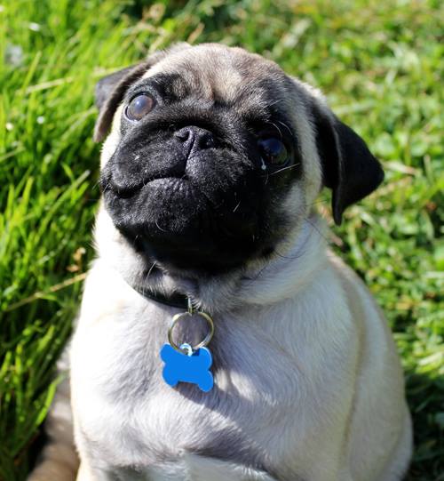 Read more about the article Kan man have hund i en lejlighed?