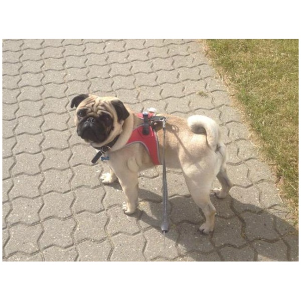 At have hund og et fuldtidsjob