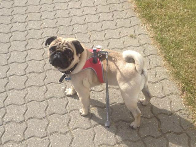 Read more about the article At have hund og et fuldtidsjob