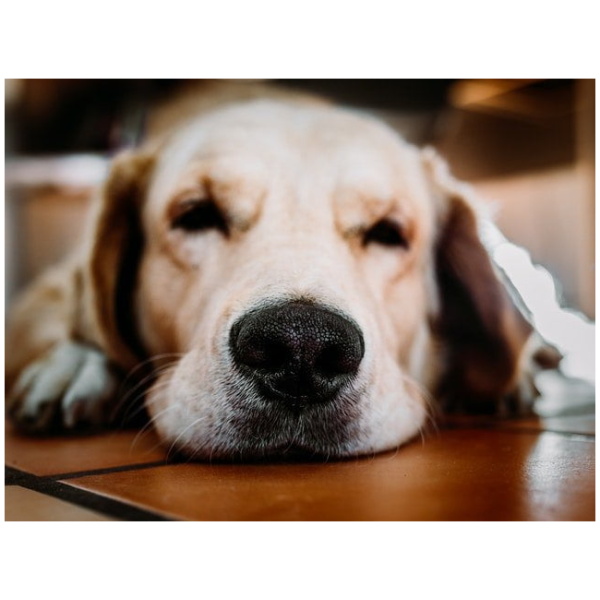 Read more about the article Hundemassage – gør det overhovedet en forskel?