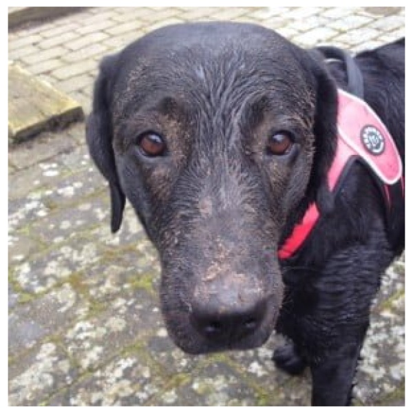 Read more about the article En våd og beskidt hund