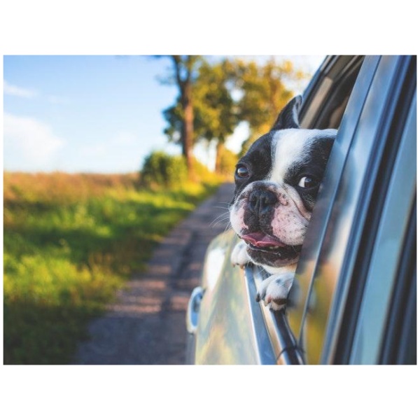 Min hund skal med ud at køre, men hvordan?