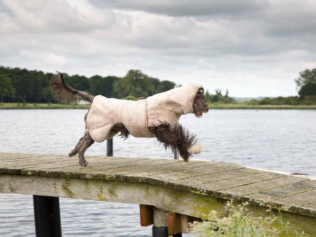 Read more about the article Dry your dog in 15 minutes with Siccaro