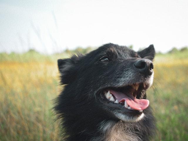 Read more about the article Fryser min hund?