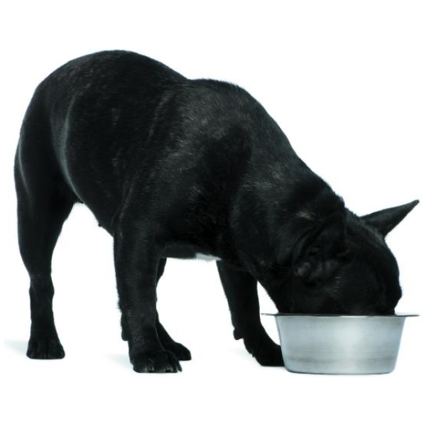 Read more about the article Når din hund spiser for hurtigt