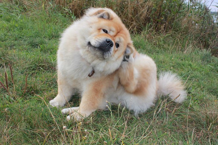 Read more about the article Minimere risikoen for flåter hos både dig selv og din hund