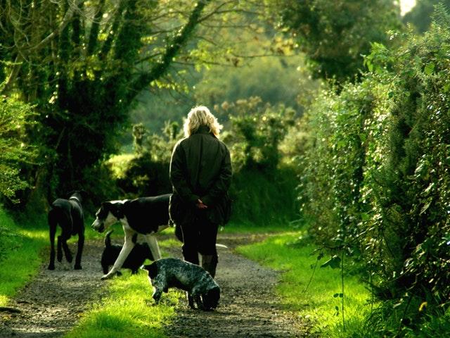 Read more about the article Hundepasning – hvor skal mine hunde passes?