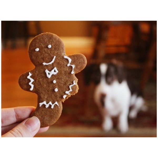 Read more about the article HVAD MON EN DYRLÆGEREGNING LYDER PÅ JULEDAG?