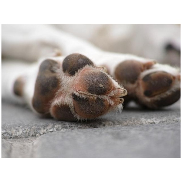 Read more about the article 3 måder at passe på hundens poter