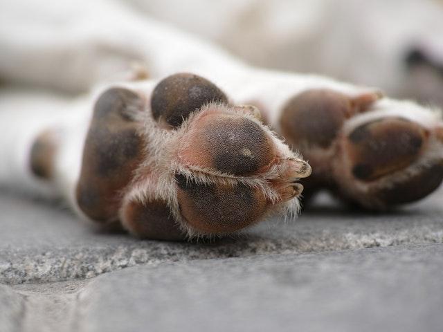 Read more about the article 3 måder at passe på hundens poter