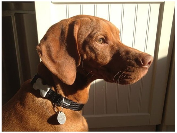 Red Dingo halsbånd, classic sort