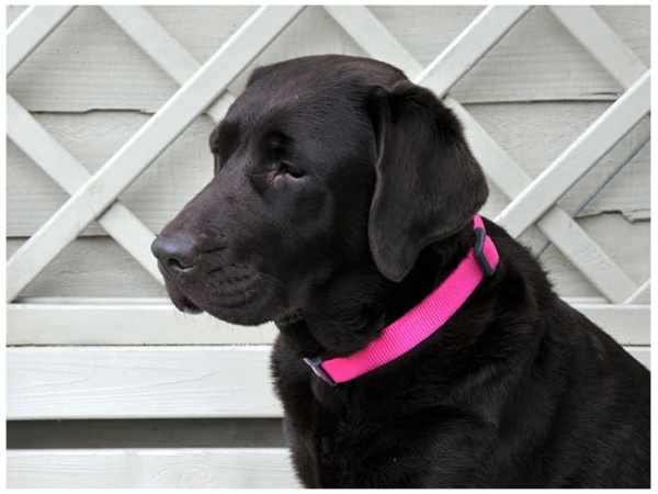 Red Dingo halsbånd, classic hot pink