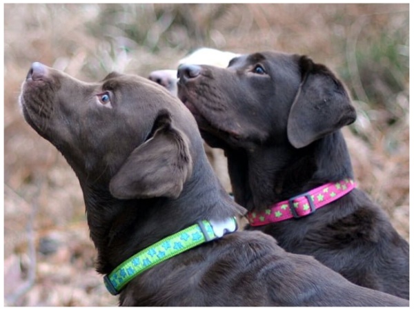 Red Dingo halsbånd, lime stjerner