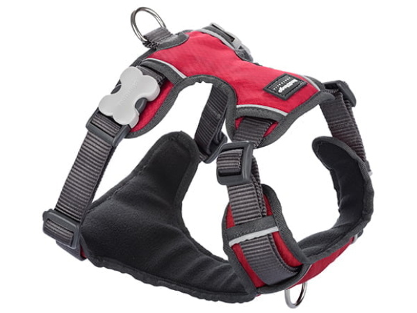 Red Dingo gepolsterter Gurt, rot, S