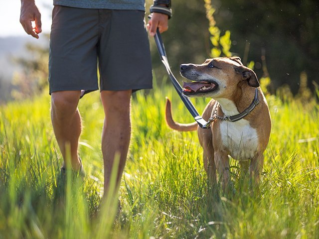 Ruffwear Chain Reaction, grigio granito - immagine 3