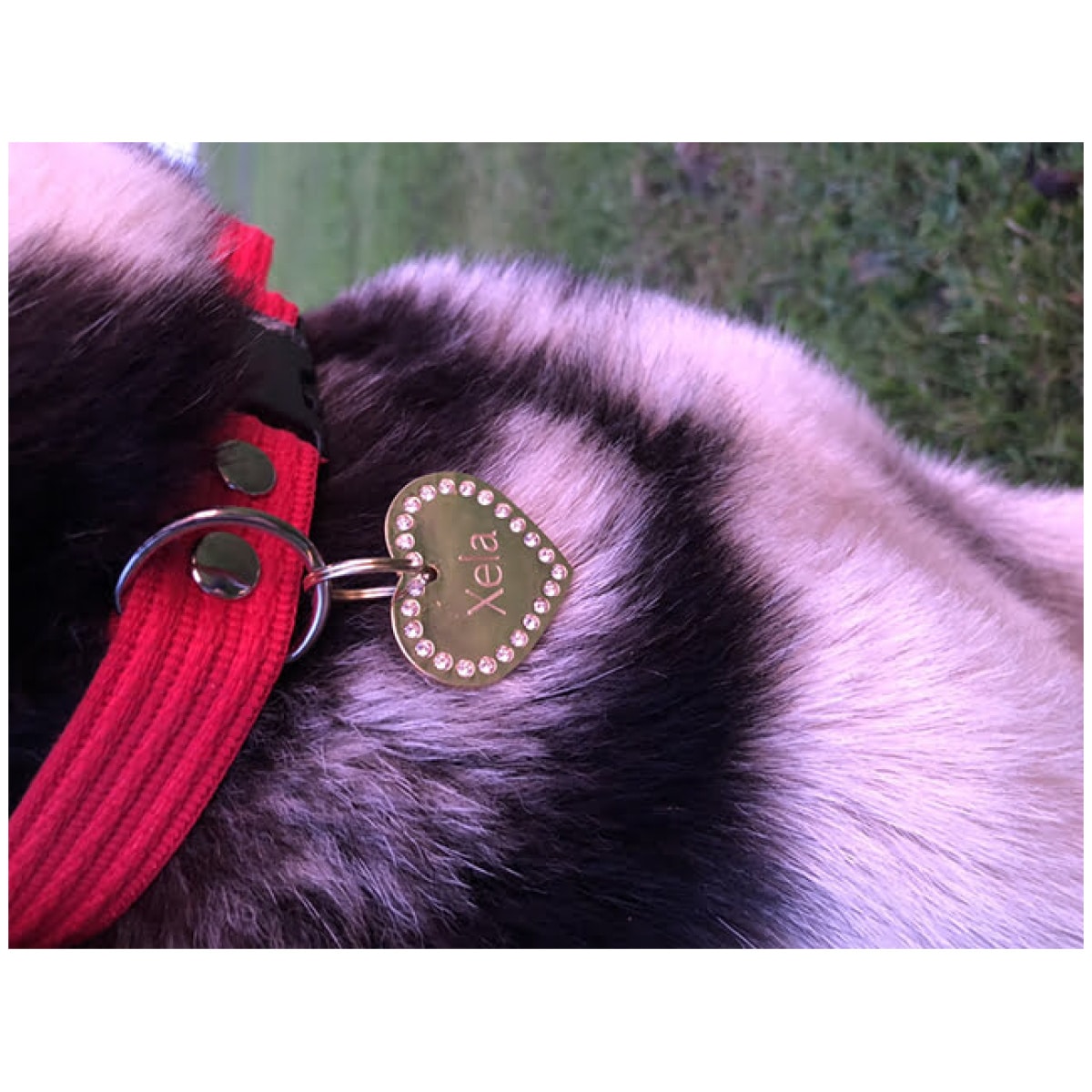 Fenriz halsbånd, rød - Image 7