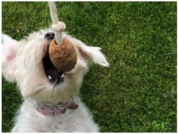 Olivi rugby med bomuldsreb, ca. 36cm