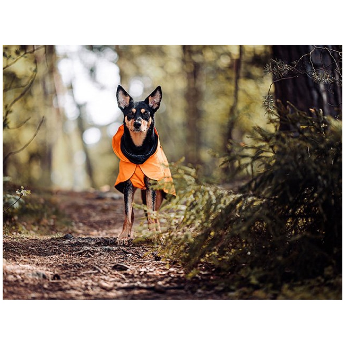 Paikka Recovery regnfrakke, orange - Image 15