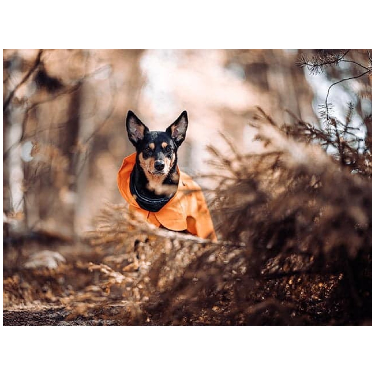 Paikka Recovery regnfrakke, orange - Image 14