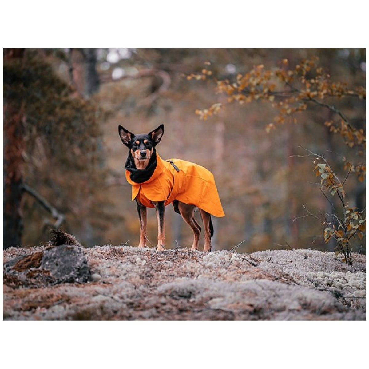 Paikka Recovery regnfrakke, orange - Image 11