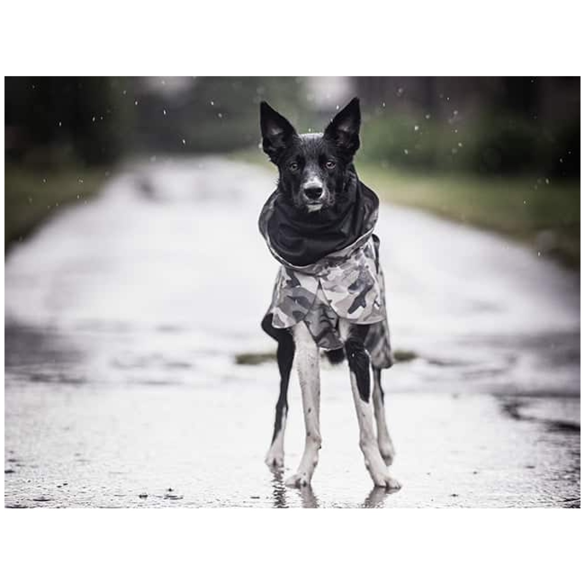 Paikka Recovery regnfrakke, camo - Image 17