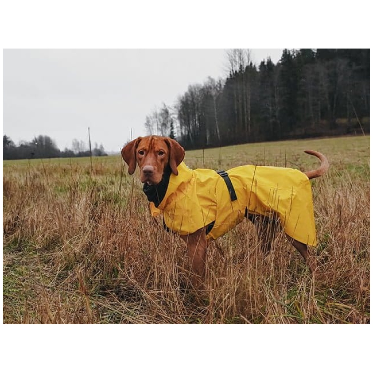Paikka Visibility regnfrakke, gul - Image 10