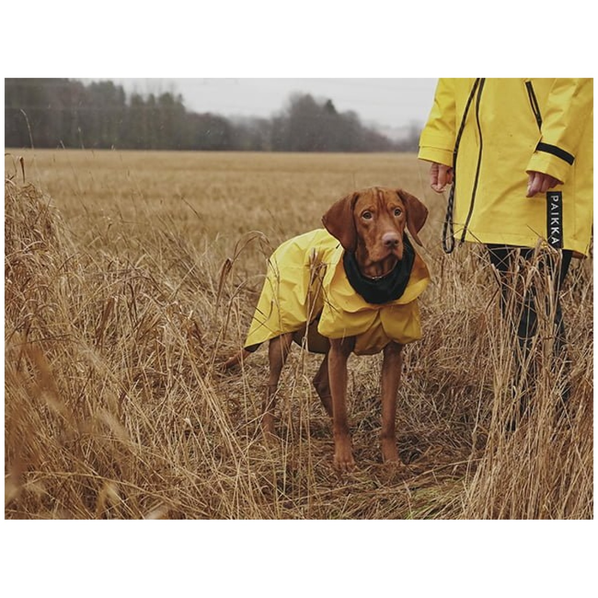 Paikka Visibility regnfrakke, gul - Image 11