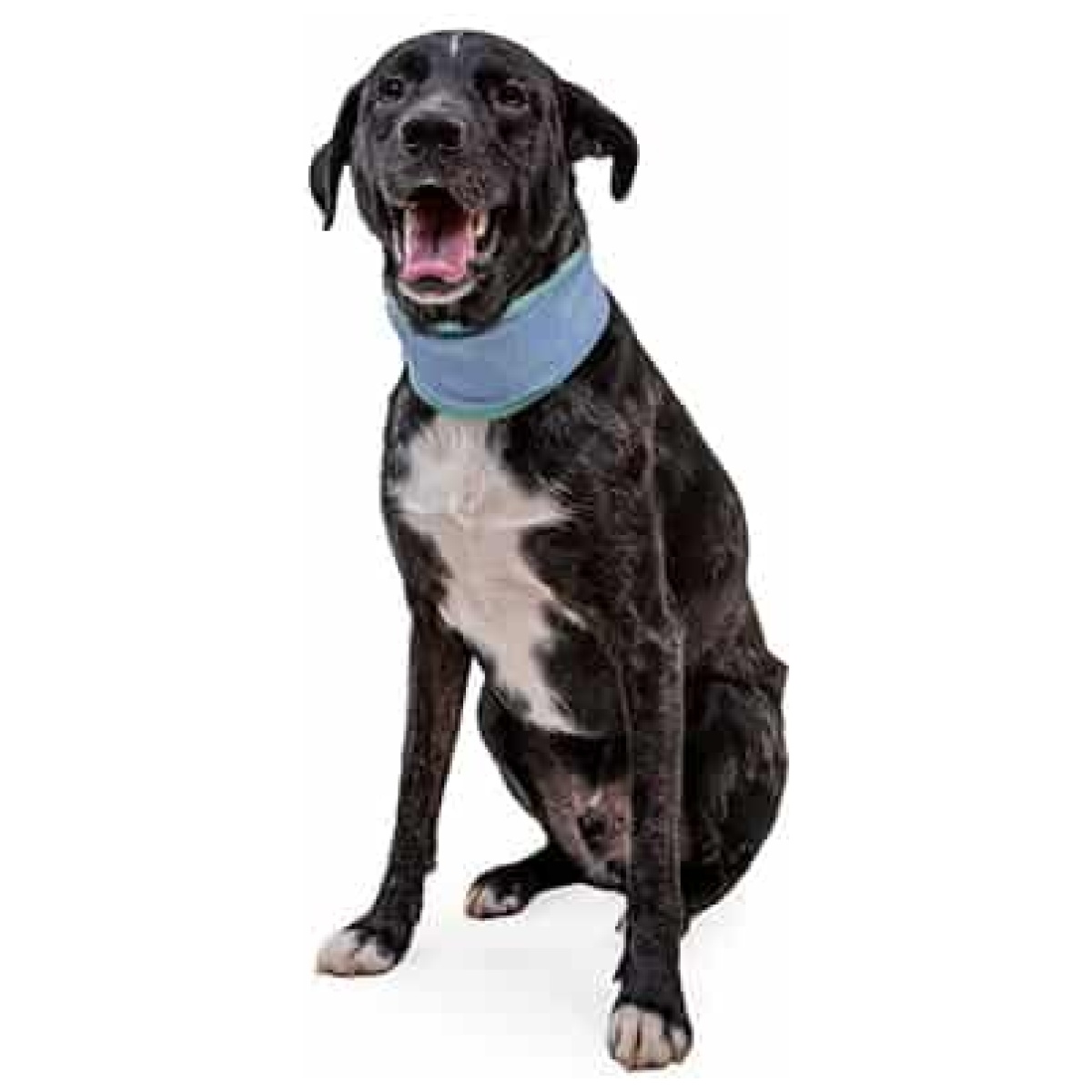 Ruffwear Swamp Cooler Neck Gaiter, Aurora Teal/Heliotrope Purple - Image 6