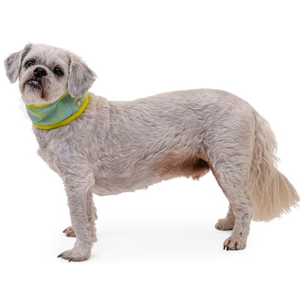 Ruffwear Swamp Cooler Neck Gaiter, Aurora Teal/Heliotrope Purple - Image 7