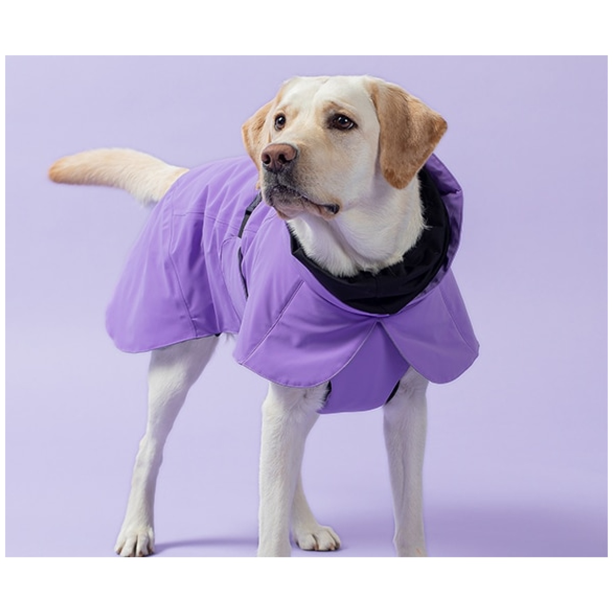 Paikka Recovery vinterfrakke, lilla - Image 10