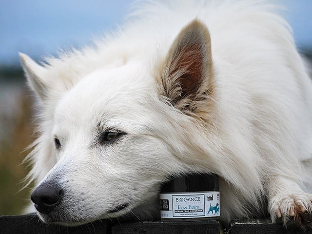 Read more about the article Pas på poterne