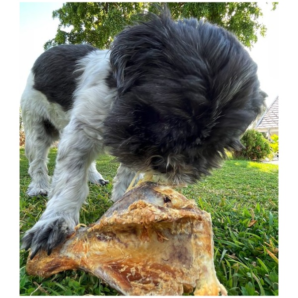 Vælg beklædning til din hund med omhu