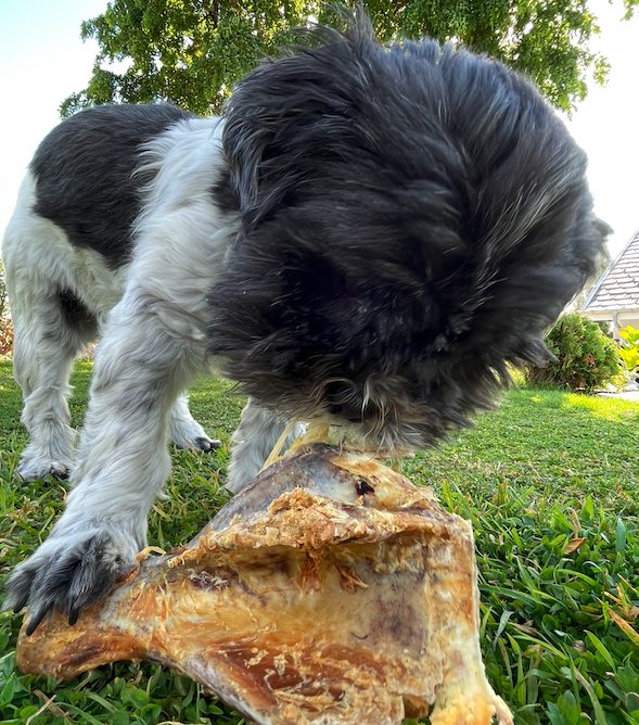 You are currently viewing Vælg beklædning til din hund med omhu