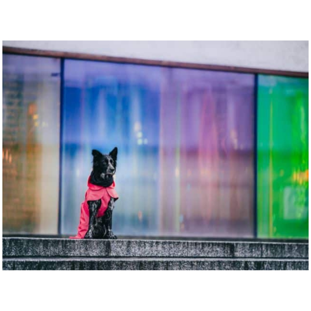 Paikka Visibility Regenmantel, rosa – Bild 7