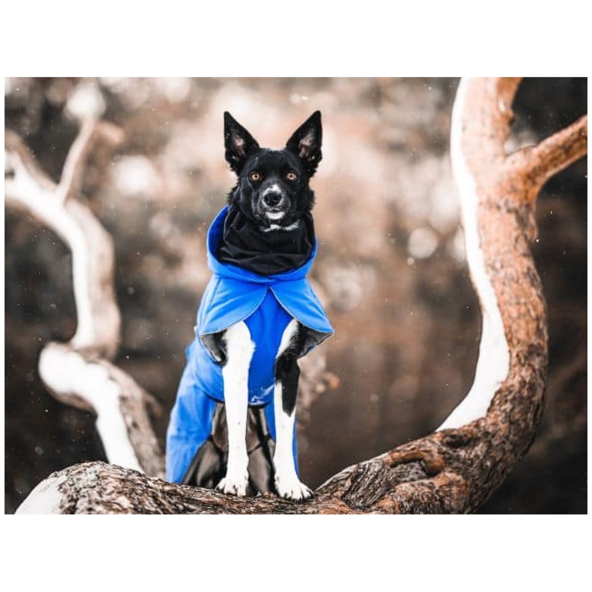 Paikka Recovery vinterfrakke, indigo - Image 7