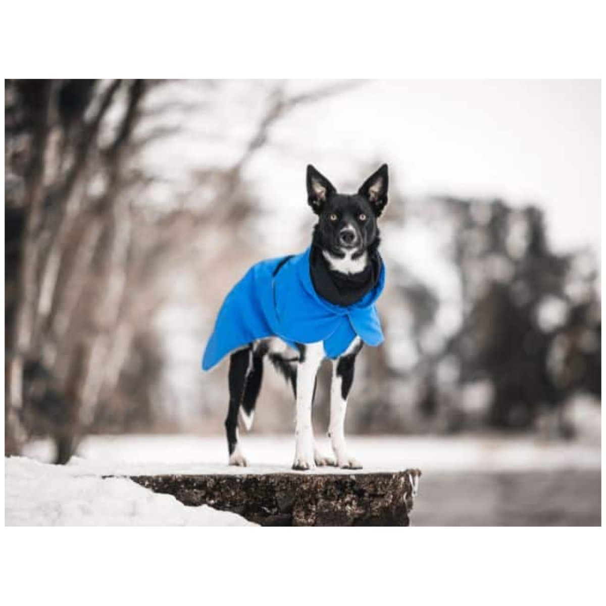 Paikka Recovery vinterfrakke, indigo - Image 9