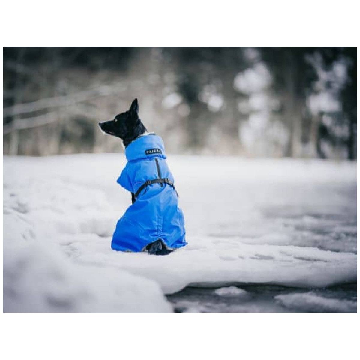 Paikka Recovery vinterfrakke, indigo - Image 10