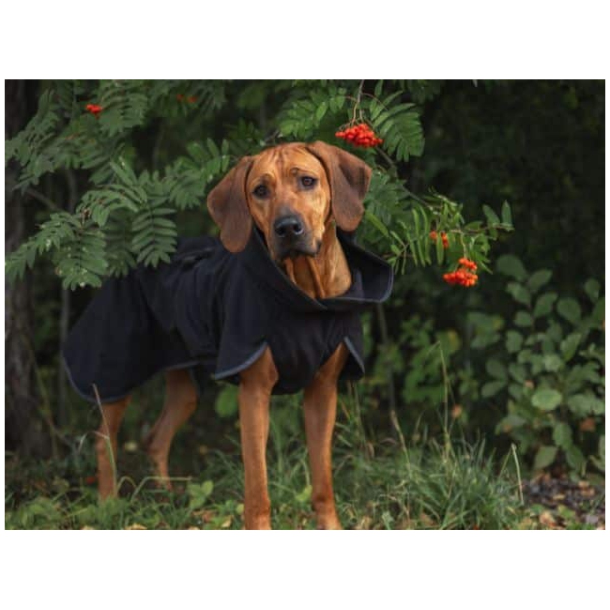 Paikka Recovery Softshell Jakke, sort - Image 7