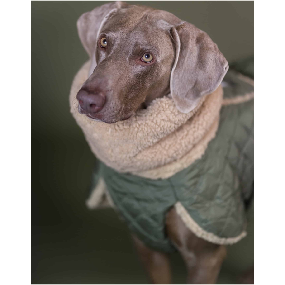 Paikka Quilted Sherpa Jacket, Olive - Image 6